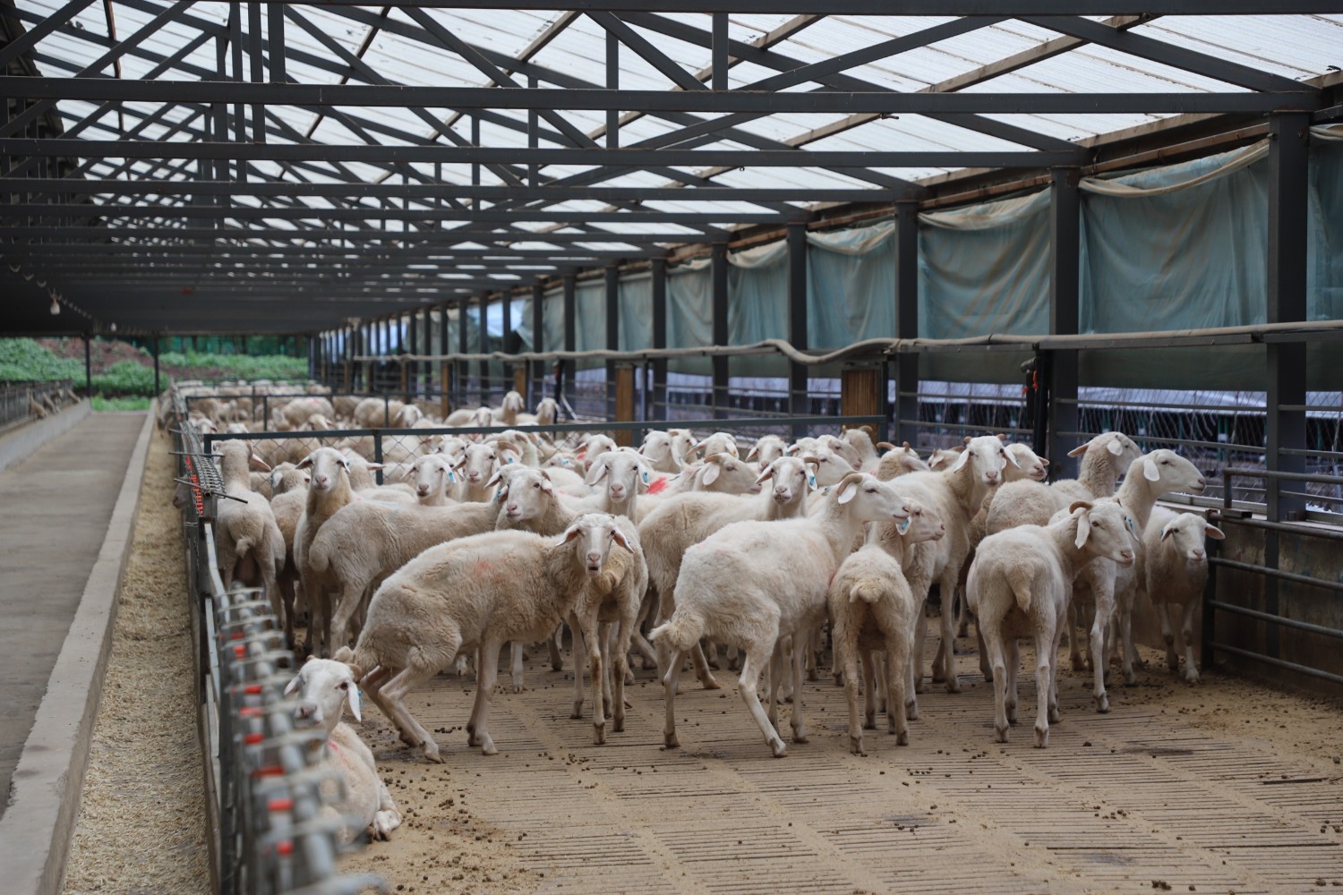 兴安盟突泉县:羊产业“链”起致富路